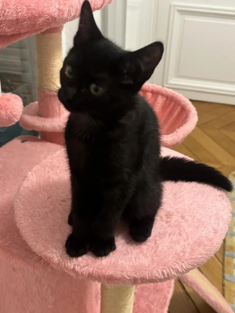 ROMINA,  European Shorthair for adoption at Le Chat Doc