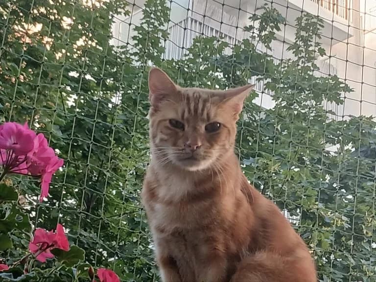 ROUKY,  European Shorthair for adoption at Le Chat Doc