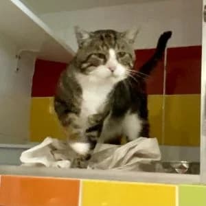 ROYAL DELUXE,  European Shorthair for adoption at Le Chat Doc