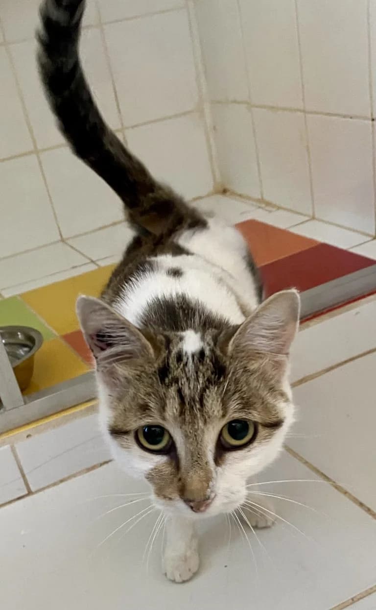 SHAKIRA,  European Shorthair for adoption at Le Chat Doc