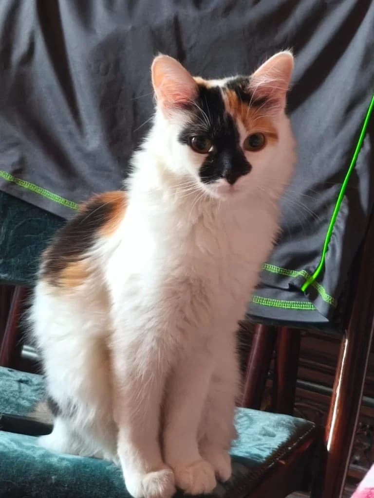 SHOUMY, European Shorthair for adoption at Le Chat Doc