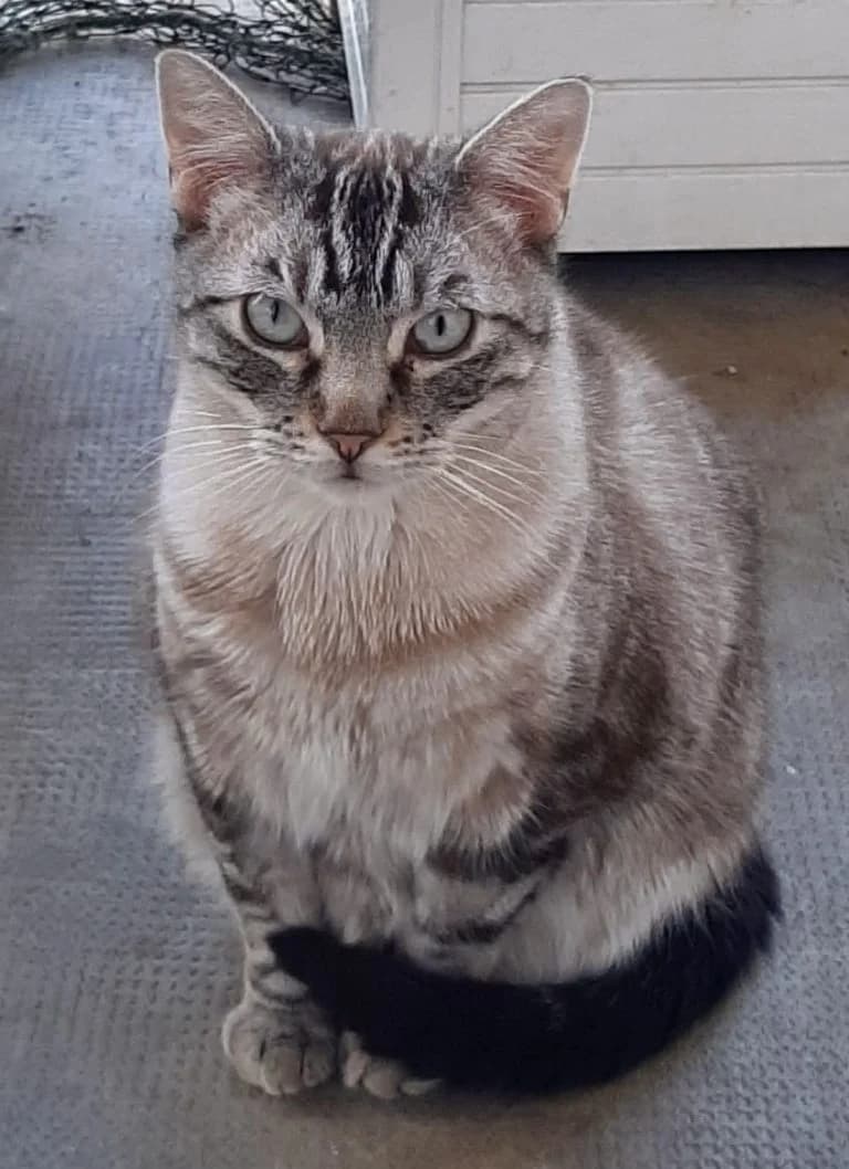 SISYMPA, male Mixed Breed for adoption at Chat d