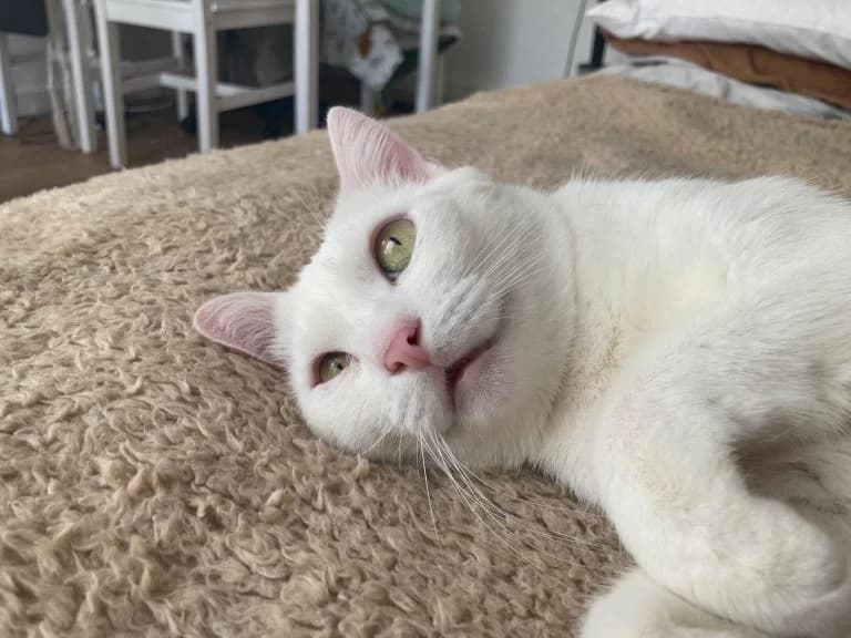 SNOOPY,  European Shorthair for adoption at Le Chat Doc