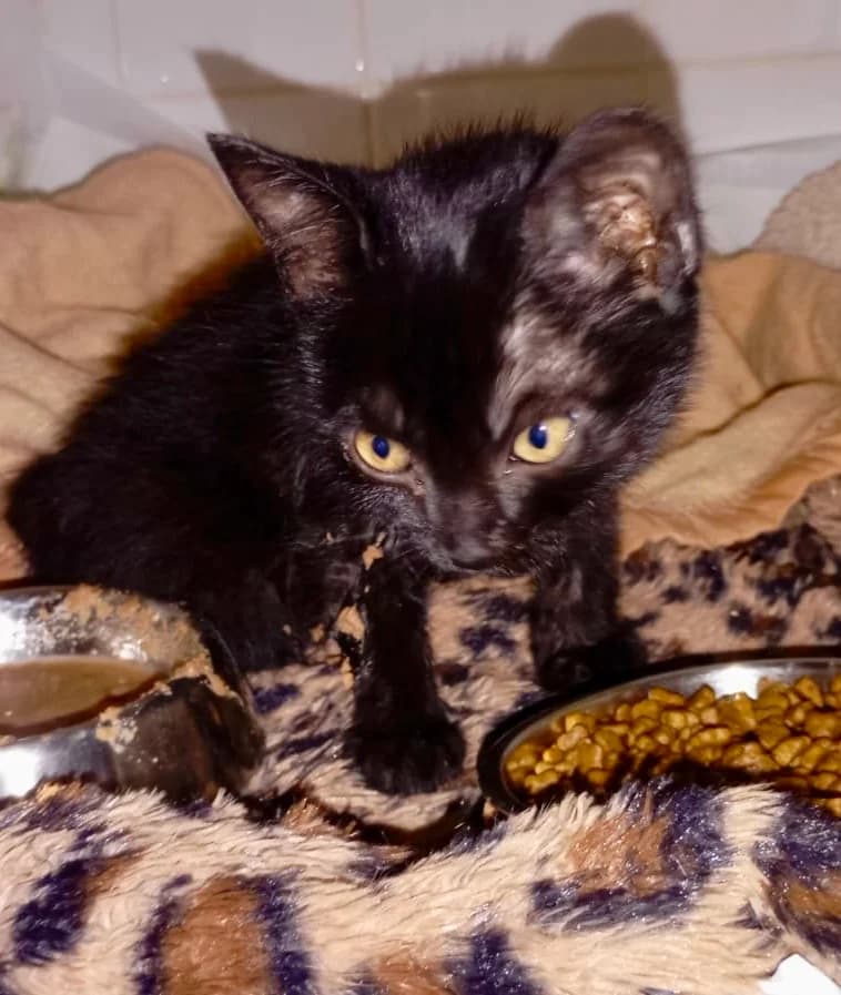 SPATULE, female European Shorthair for adoption at Chat d