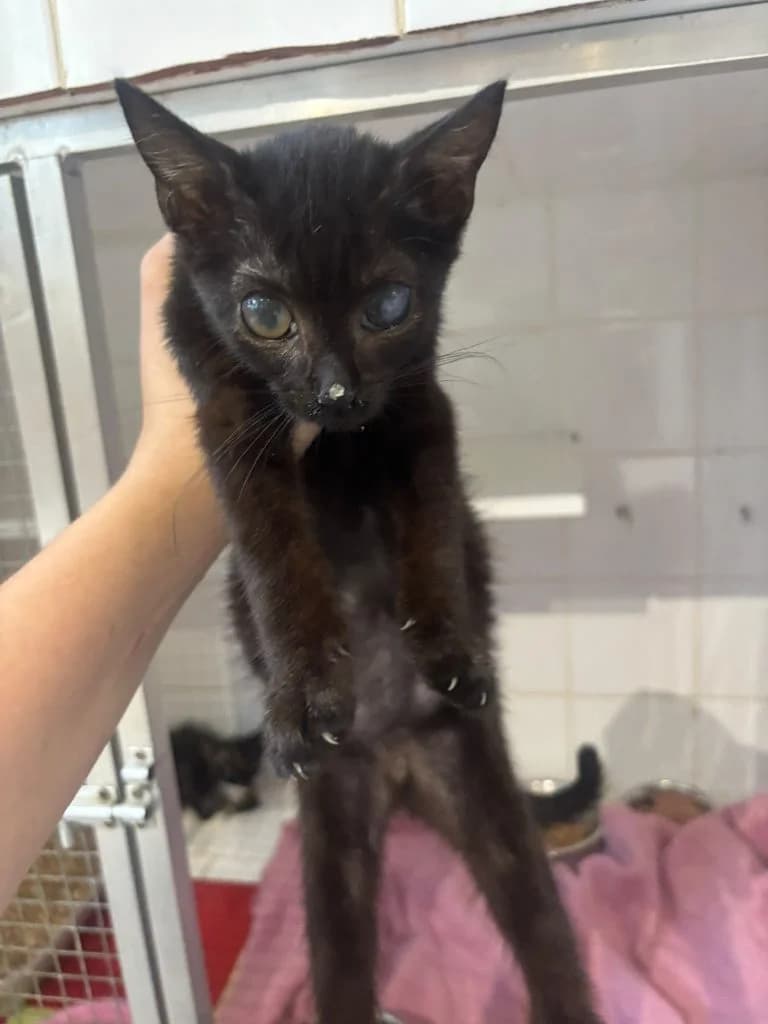 SPIAGGIA,  European Shorthair for adoption at Le Chat Doc