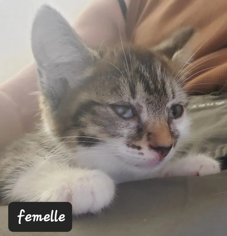 TAMALE,  European Shorthair for adoption at Le Chat Doc