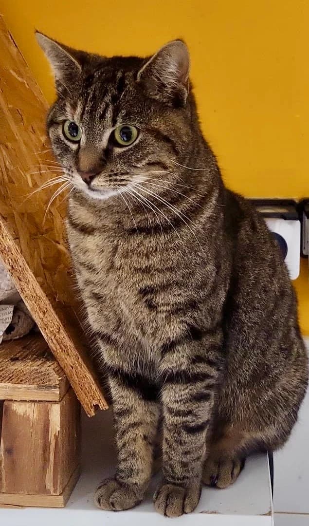 TAMALOU, female European Shorthair for adoption at Chat d