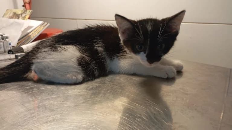 THÈBES,  European Shorthair for adoption at Le Chat Doc