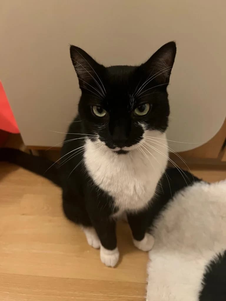 TOPAZE,  European Shorthair for adoption at Le Chat Doc