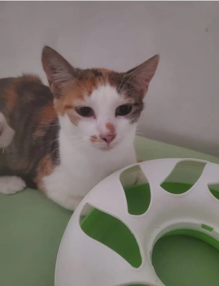 TORTILLA, female European Shorthair for adoption at Le Chat Doc