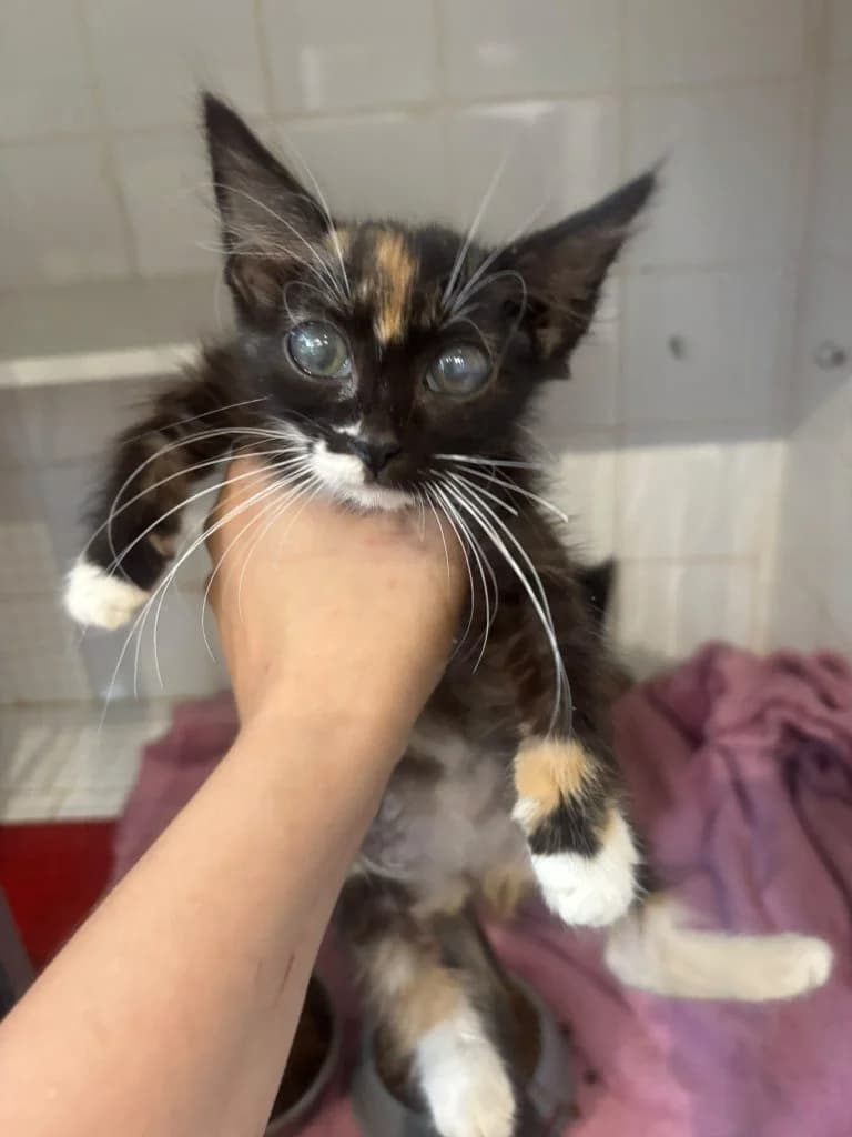 TRAEZH,  European Shorthair for adoption at Le Chat Doc
