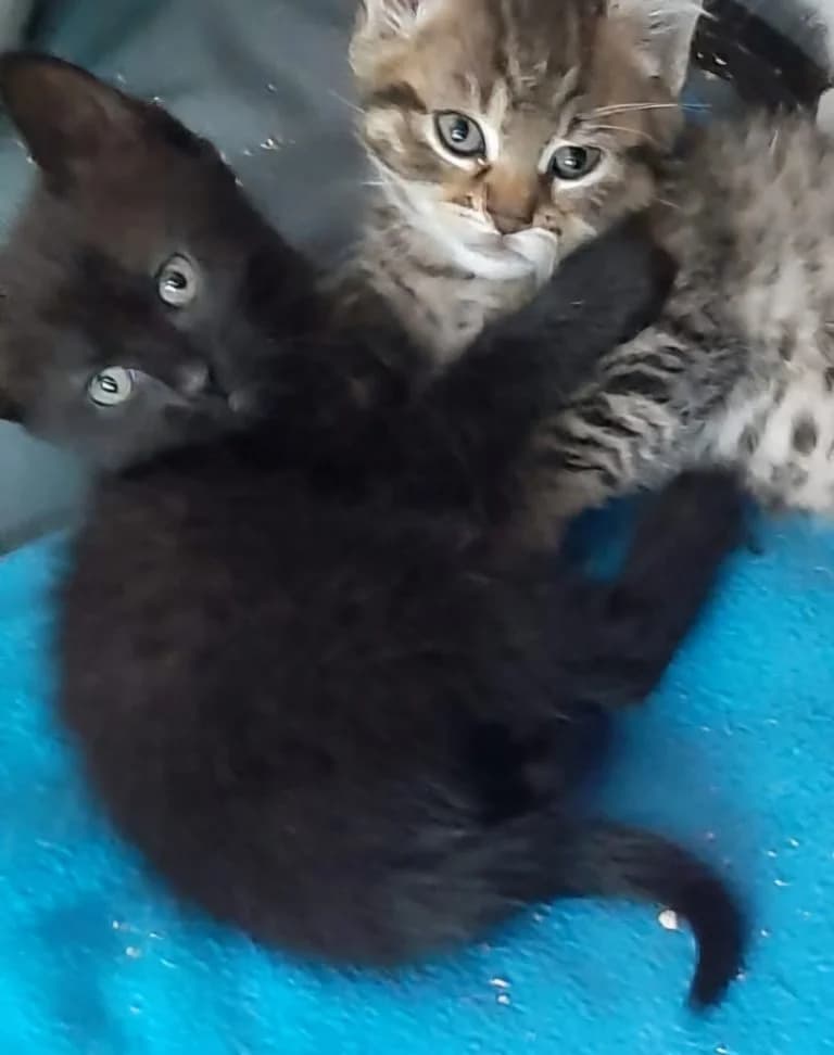 TULIPE,  European Shorthair for adoption at Le Chat Doc