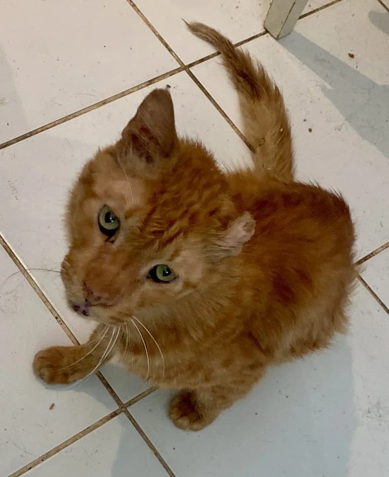 VAN GOGH,  Mixed Breed for adoption at Le Chat Doc