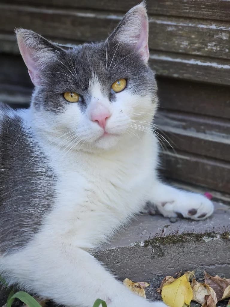 VÉGA,  European Shorthair for adoption at Le Chat Doc