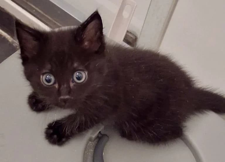 VI,  European Shorthair for adoption at Le Chat Doc