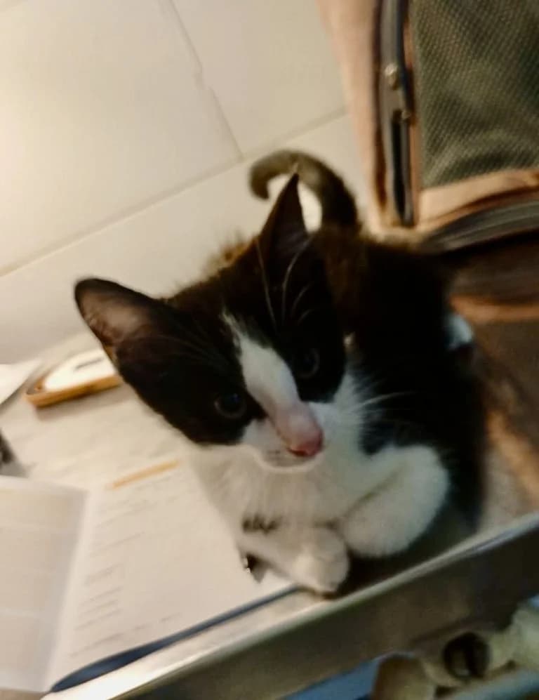 ZOGGRAFOU,  European Shorthair for adoption at Le Chat Doc