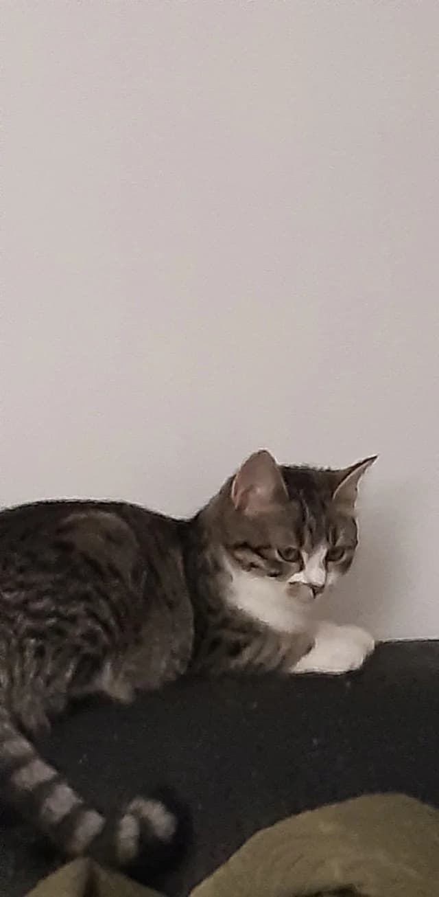 Pietra, Mixed Breed (Chat l)