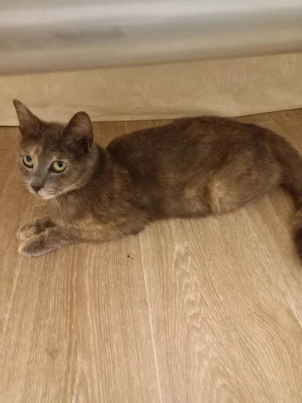 Milly, female Mixed Breed for adoption at Chat l