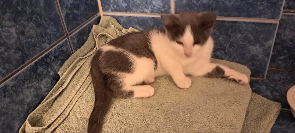 Enid, female Mixed Breed for adoption at Chat l