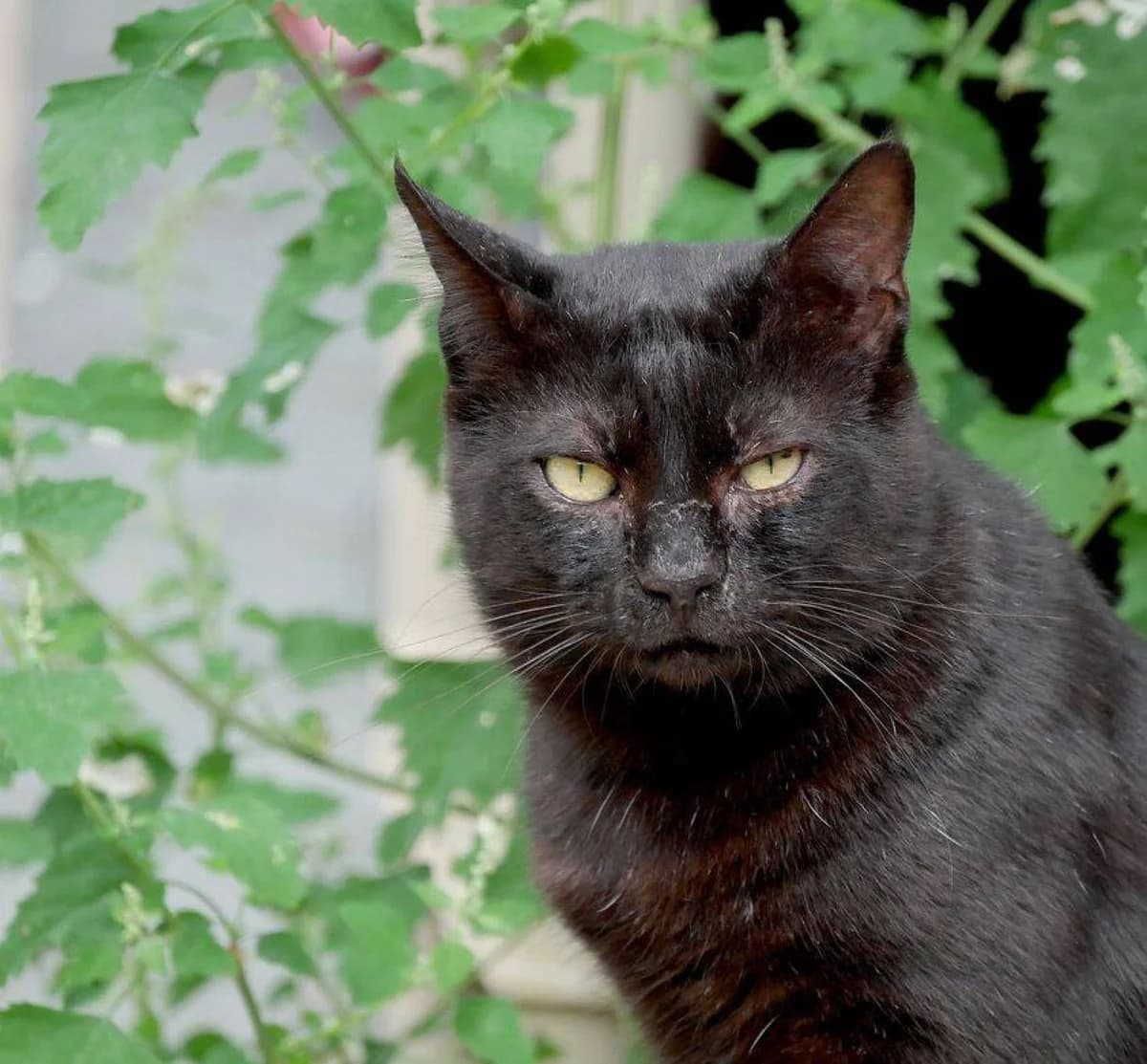 Cacahuète, female senior Mixed Breed for adoption at Association du Chat Libre La Destrousse