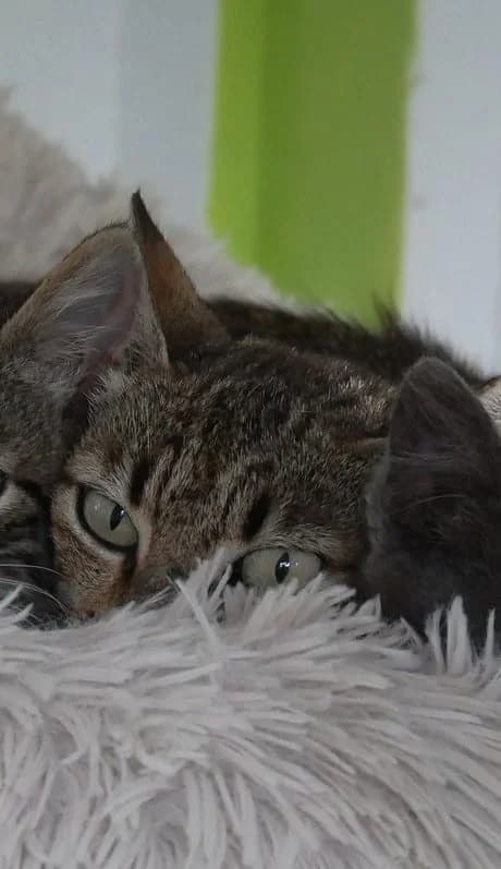 ALIZEE, female young Mixed Breed for adoption at Chat Quiberon, Quiberon