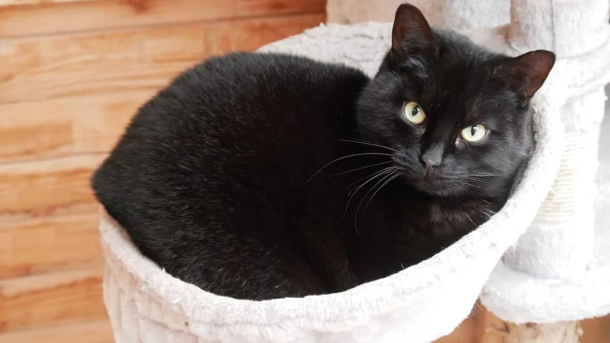 ALPHONSE, male 4yo Mixed Breed for adoption at Chat Quiberon, Quiberon