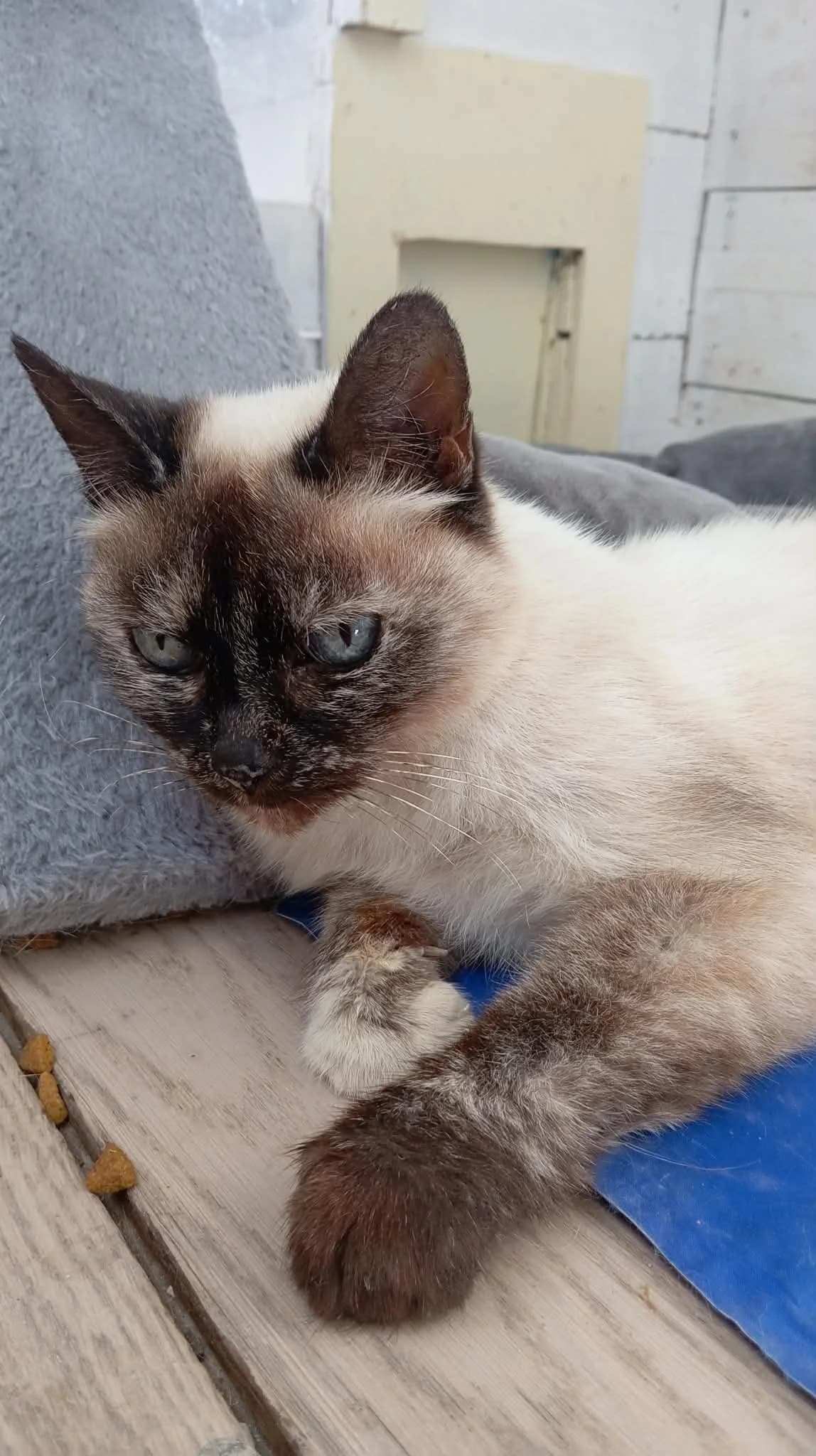 ALYA, Typée siamoise Arrivée au refuge le : 01 female senior Mixed Breed for adoption at Chat Quiberon, Quiberon