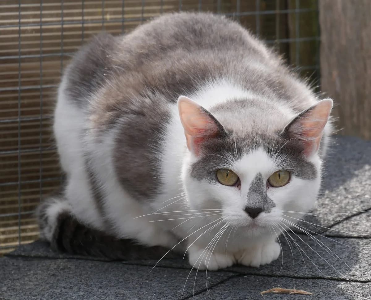 ANAÏG, Blanche et grise Vaccination effectuée : female senior Mixed Breed for adoption at Chat Quiberon, Quiberon