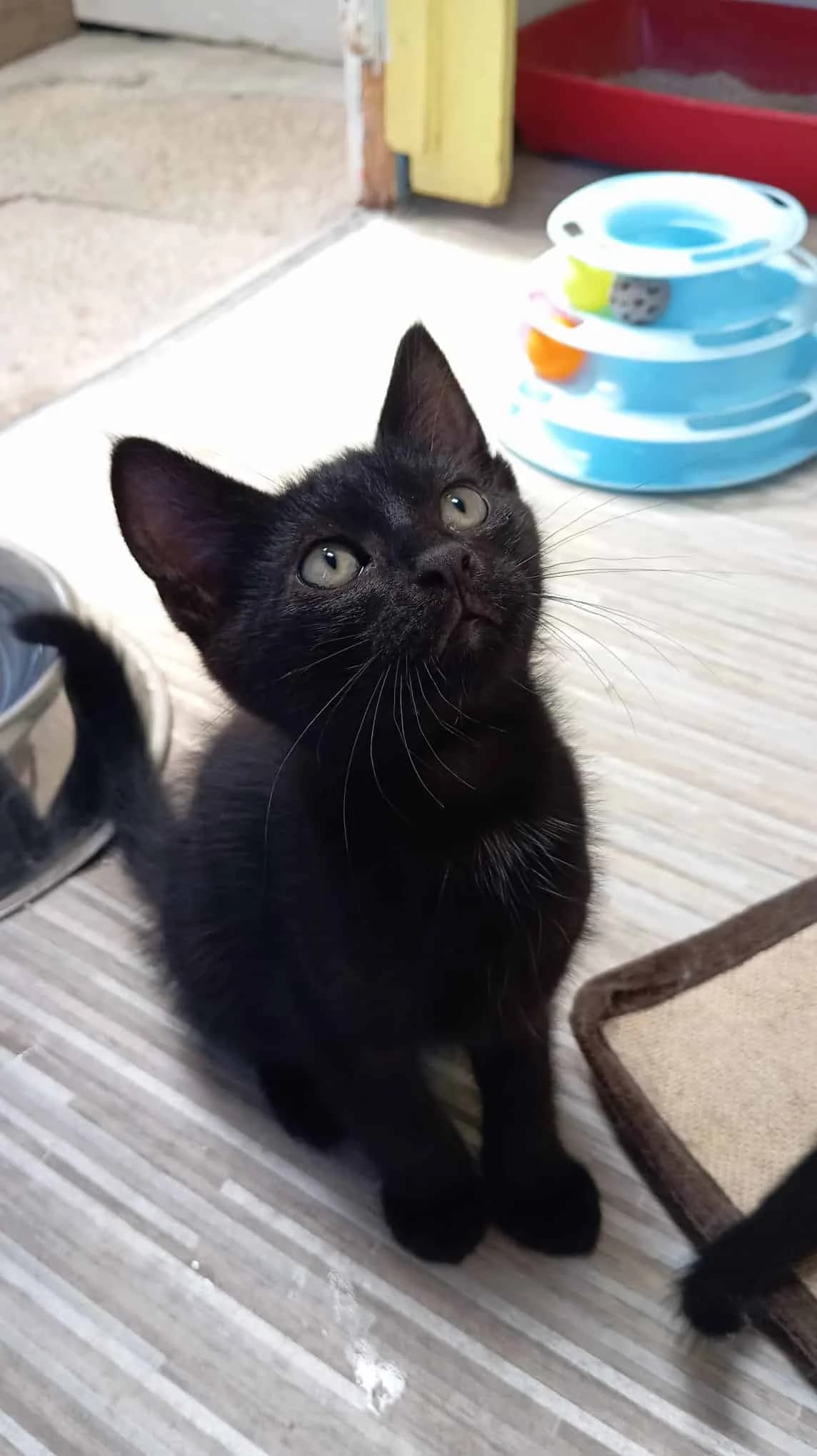 BALTHAZAR, noire avec marques blanches Arrivé(e) au male Mixed Breed for adoption at Chat Quiberon, Quiberon