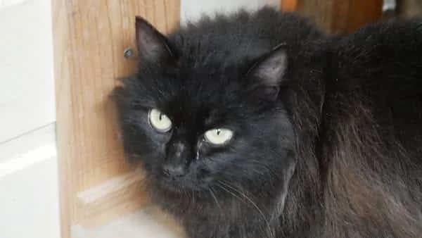 BEGONIA, Noire poils mi-long Arrivée au refuge le male 4yo Mixed Breed for adoption at Chat Quiberon, Quiberon