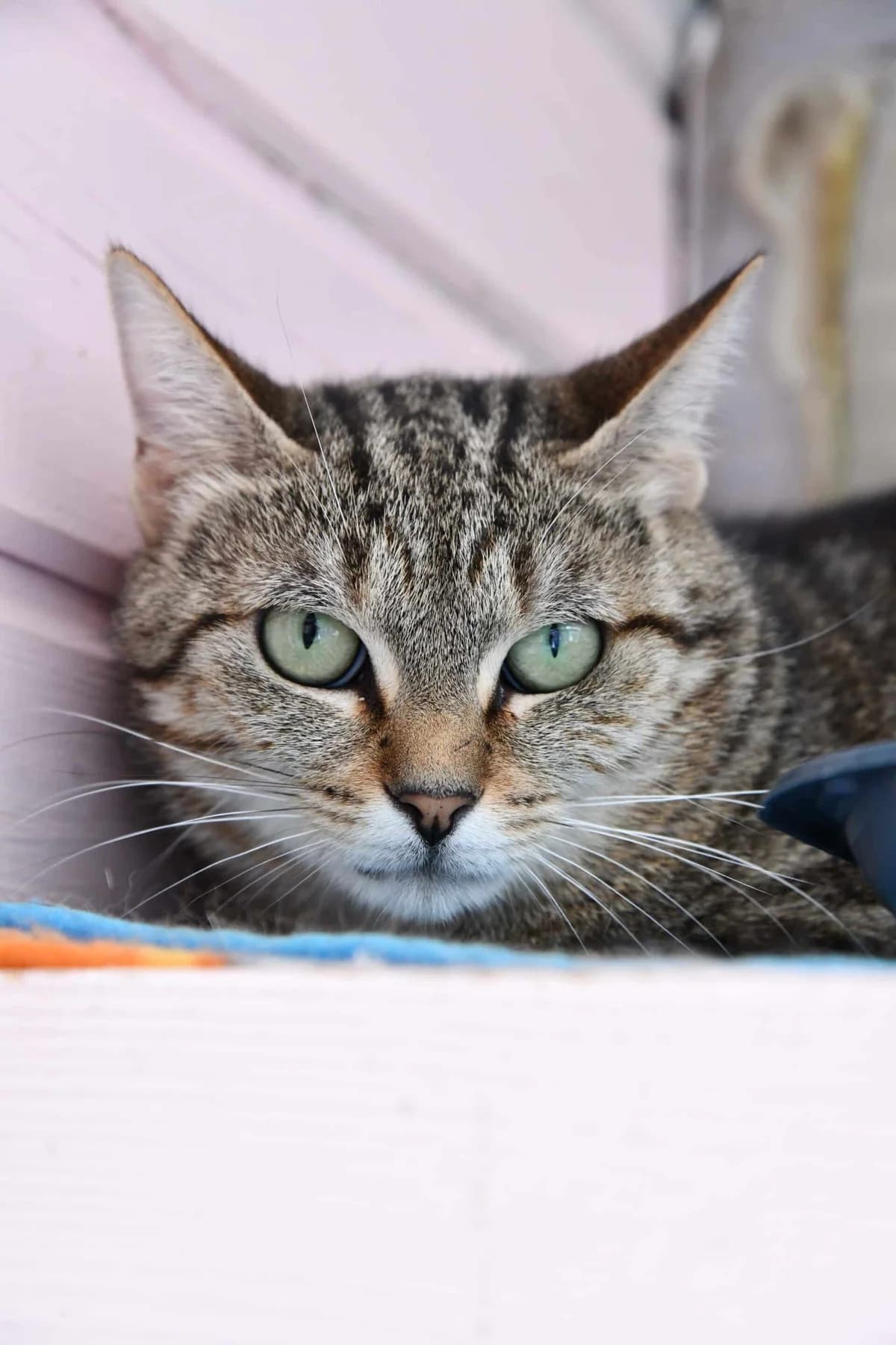 BISCOTTE, female young Mixed Breed for adoption at Chat Quiberon, Quiberon