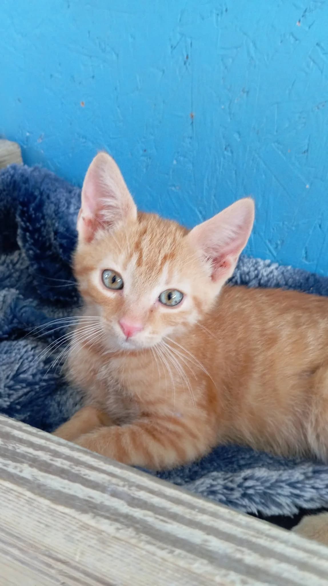BISOU, male puppy Mixed Breed for adoption at Chat Quiberon, Quiberon