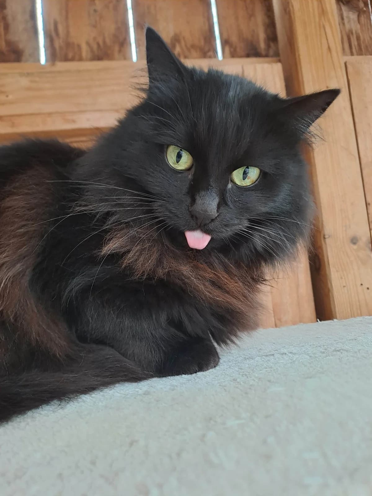 BLACK JACK, male 6yo Mixed Breed for adoption at Chat Quiberon, Quiberon