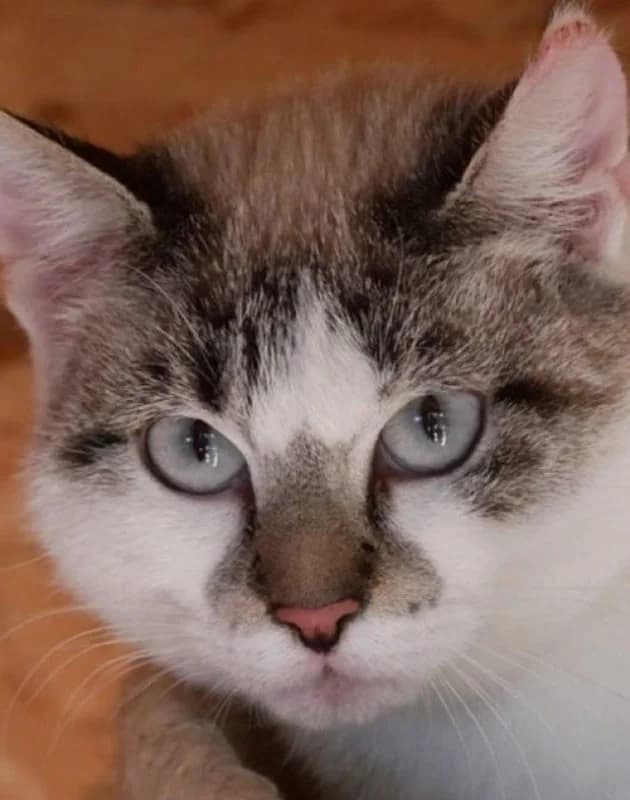 BLEUENN, Typée siamois Arrivée au refuge le : 09/ female senior Mixed Breed for adoption at Chat Quiberon, Quiberon