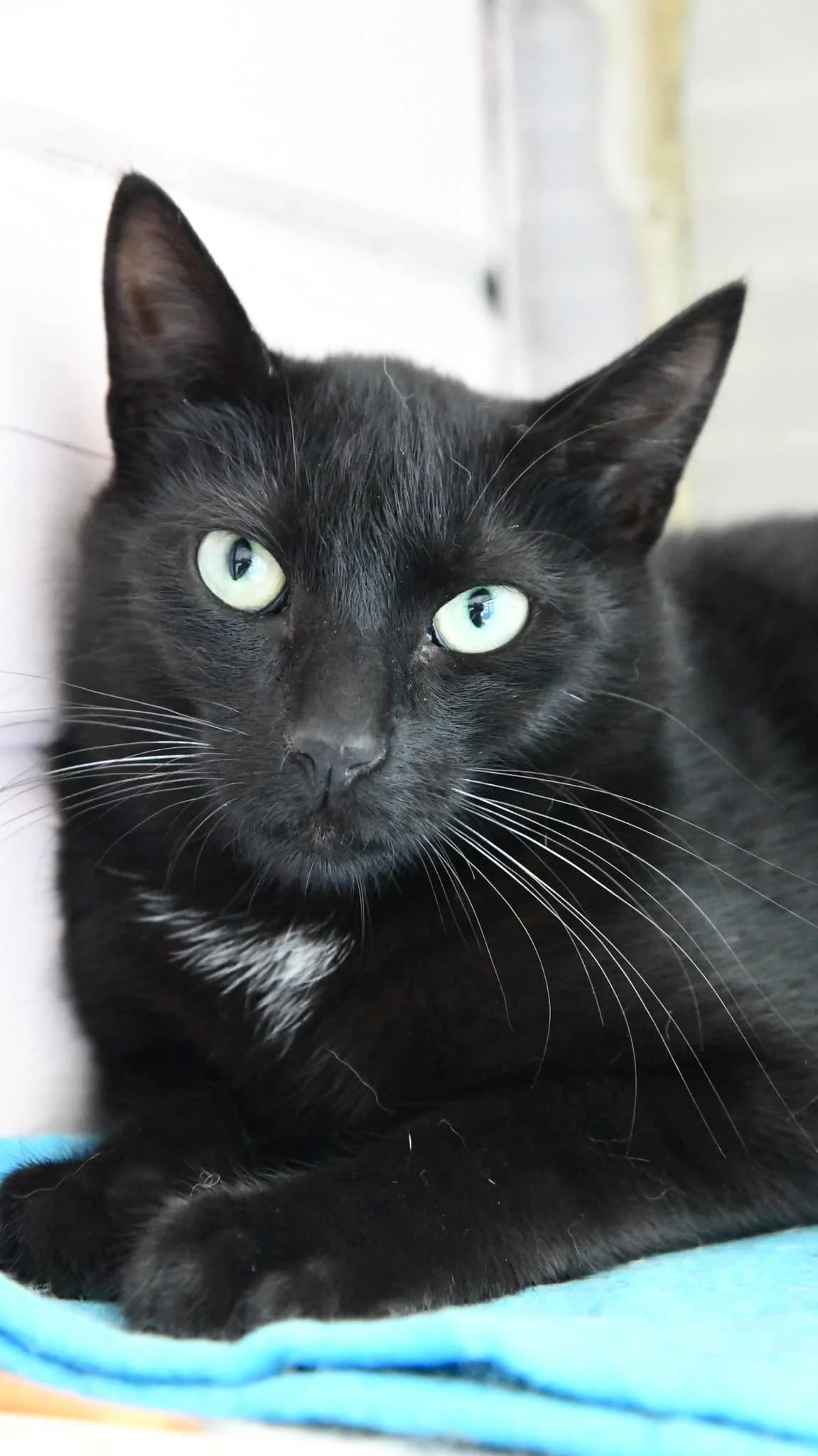 BOB, Noire avec médaillon blanc Arrivée au re male young Mixed Breed for adoption at Chat Quiberon, Quiberon