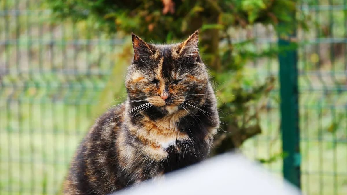 BONNIE, Ecaille de tortue Arrivée au refuge le : female senior Mixed Breed for adoption at Chat Quiberon, Quiberon