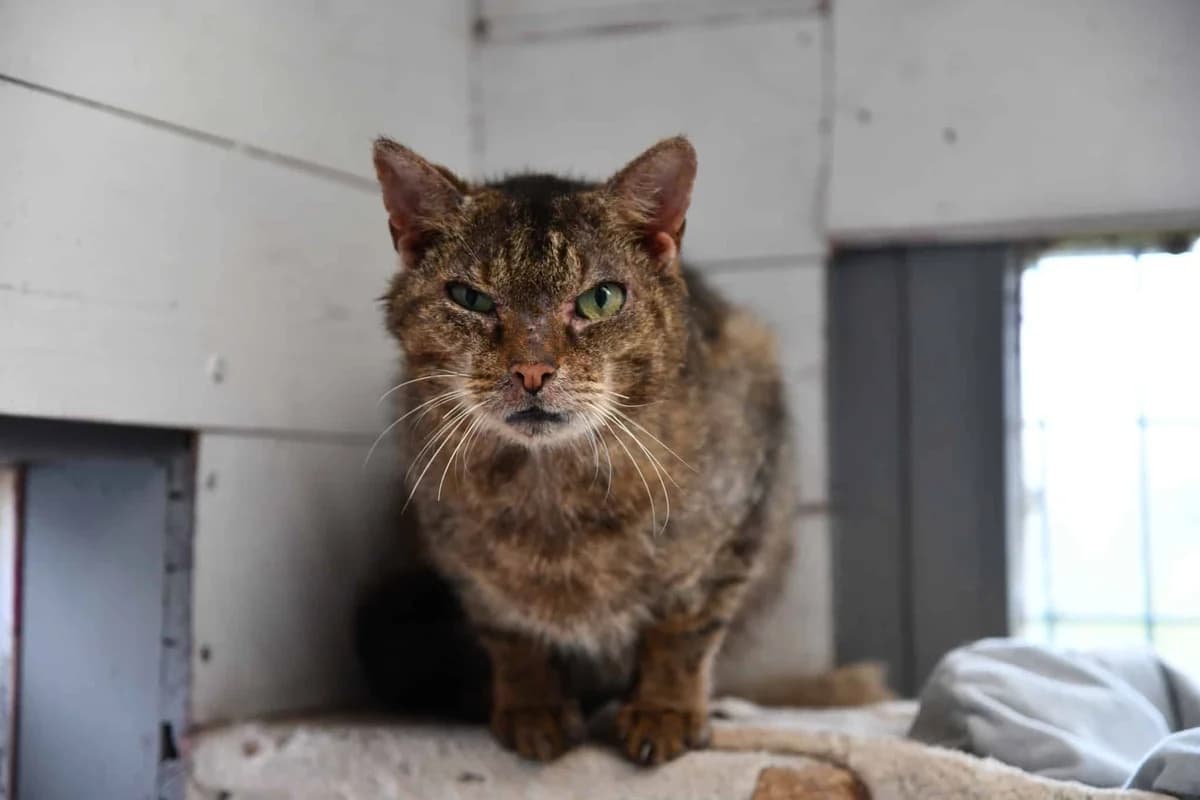 BOREAL, male senior Mixed Breed for adoption at Chat Quiberon, Quiberon