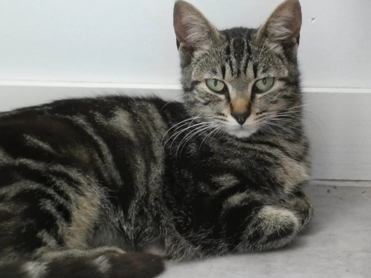 BOUBA, female senior Mixed Breed for adoption at Chat Quiberon, Quiberon
