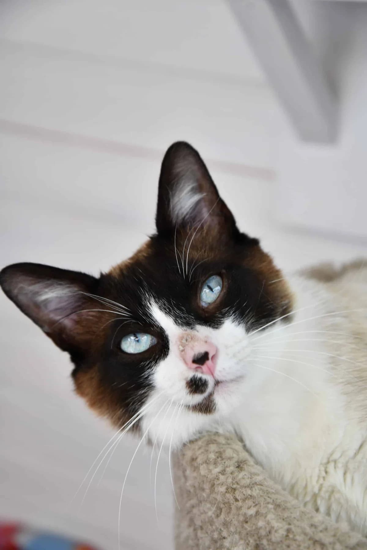 BOWIE, Typée siamoise Arrivé au refuge le : 02/ male young Mixed Breed for adoption at Chat Quiberon, Quiberon