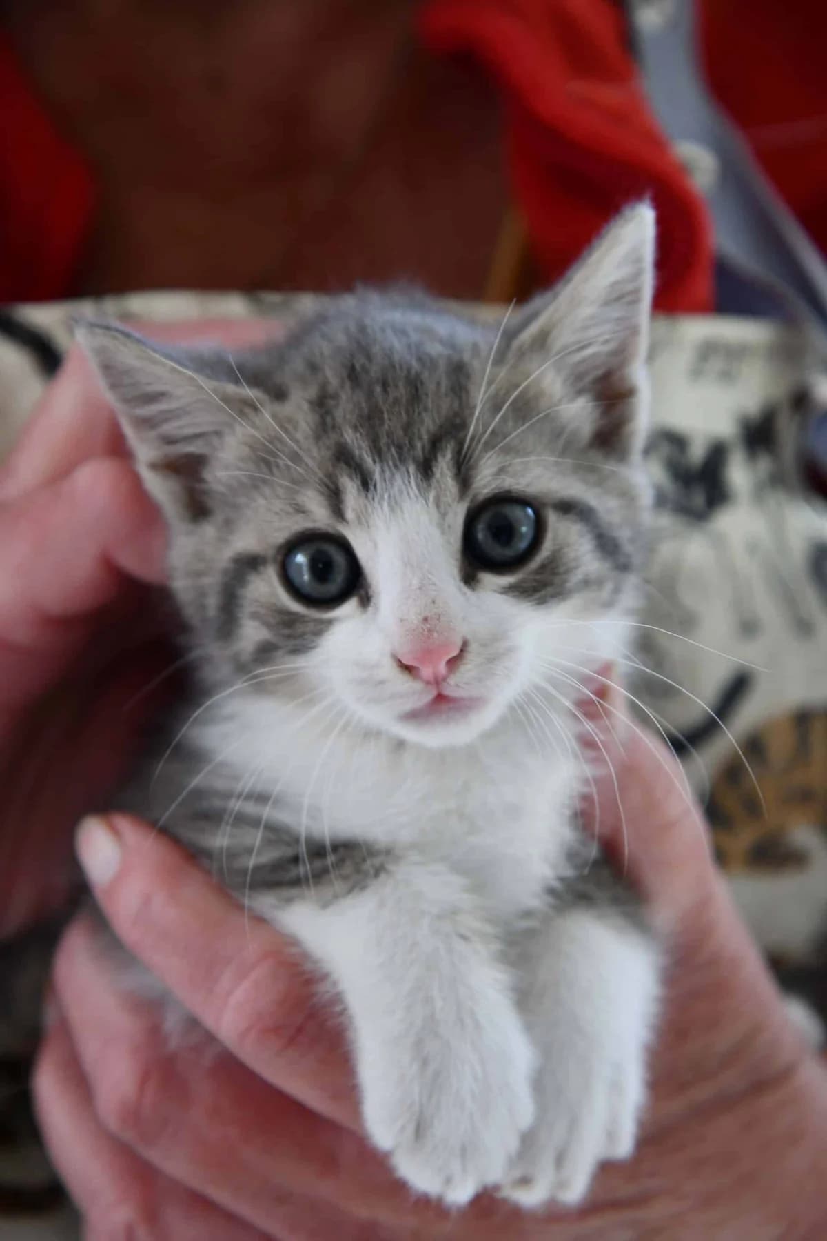 BRIANNA, Mixed Breed (Chat Quiberon)
