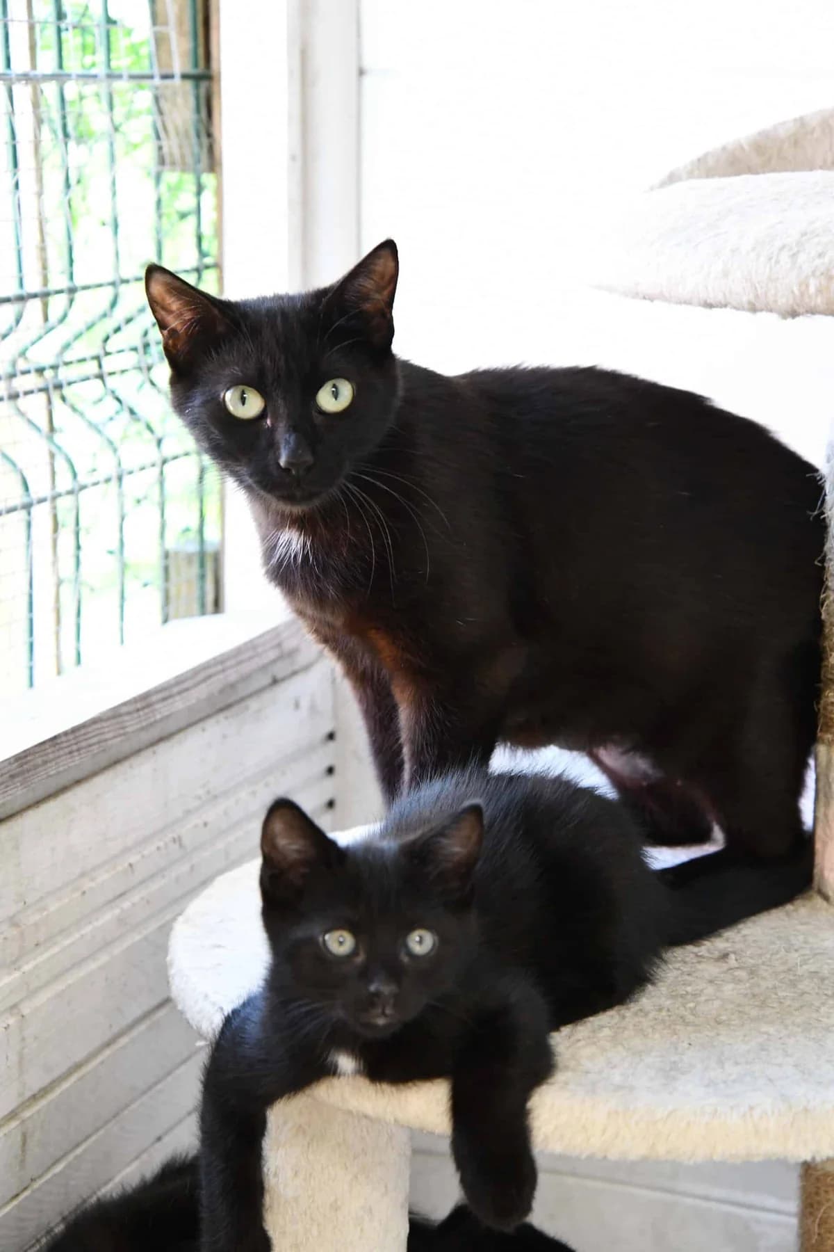 BRUME, female young Mixed Breed for adoption at Chat Quiberon, Quiberon