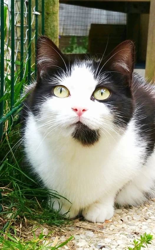 CANNELLONI, Noir et blanc Arrivée au refuge le : 30/ female senior Mixed Breed for adoption at Chat Quiberon, Quiberon