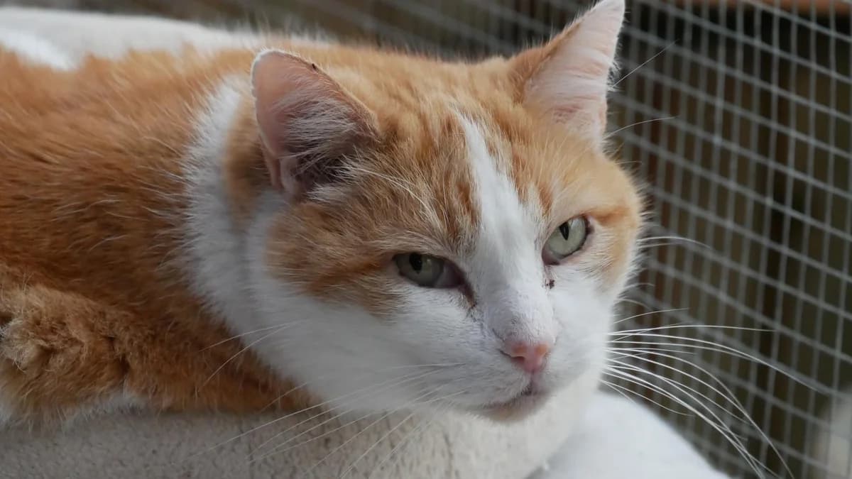 CAPRICCIO, Roux et blanc Arrivé au refuge le : 14/0 male senior Mixed Breed for adoption at Chat Quiberon, Quiberon