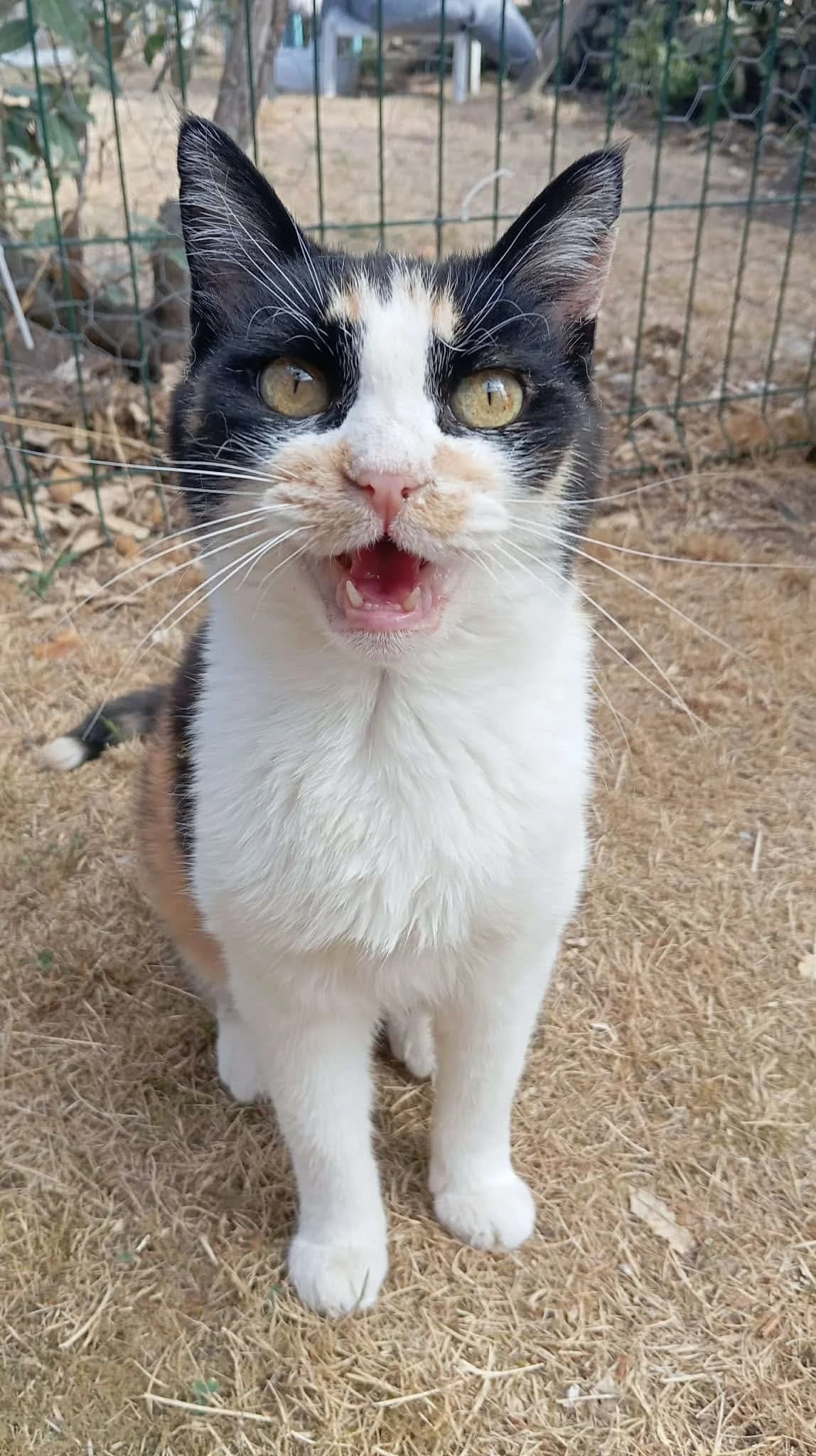 CLEA, female 4yo Mixed Breed for adoption at Chat Quiberon, Quiberon
