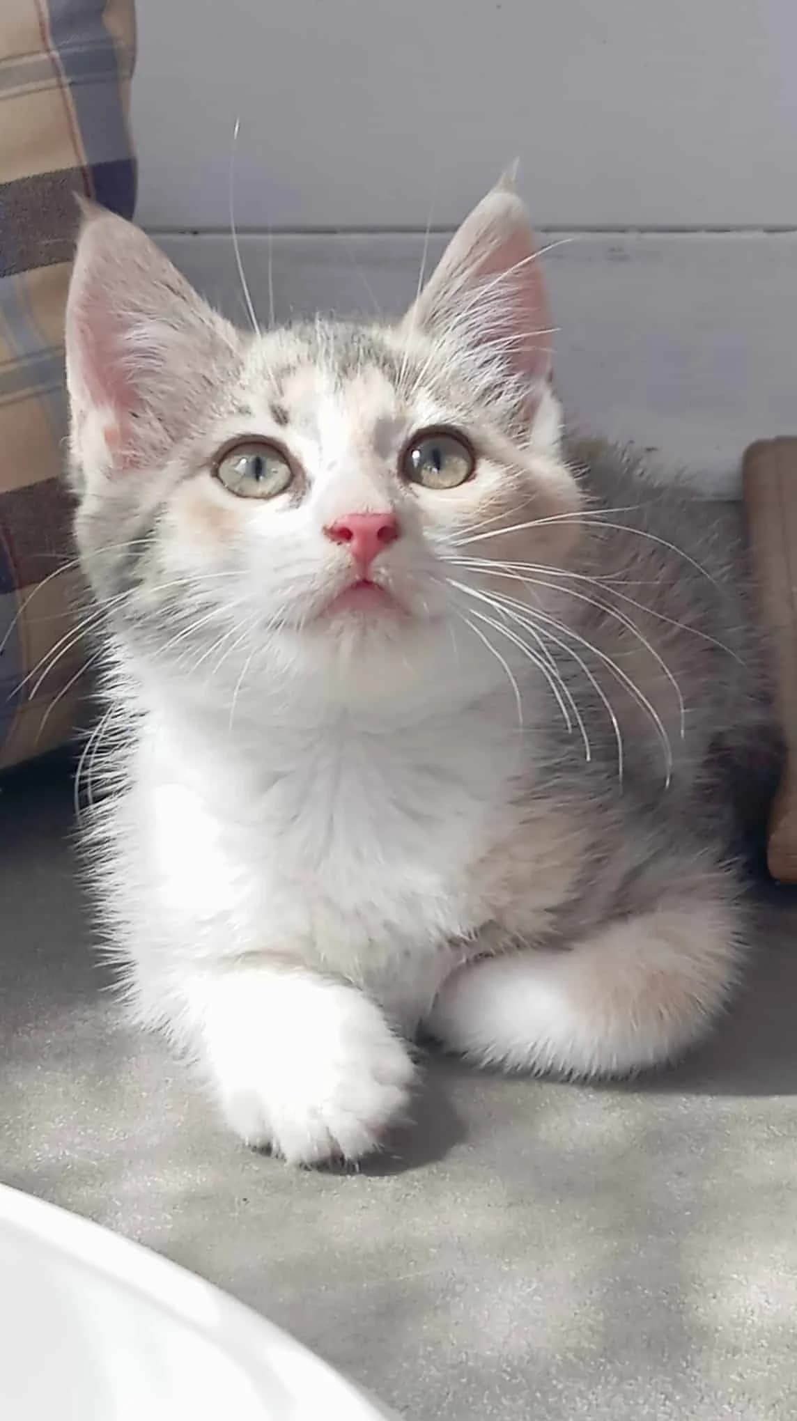 CORIANDRE, Tricolore diluée Arrivée au refuge le : female Mixed Breed for adoption at Chat Quiberon, Quiberon