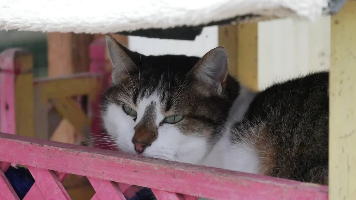 DANA, Tigrée et blanche Arrivée au refuge le : female senior Mixed Breed for adoption at Chat Quiberon, Quiberon