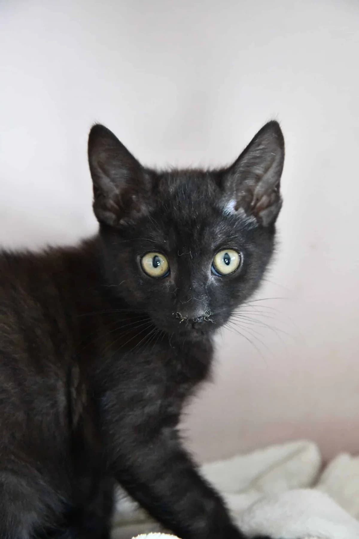 DIABOLO, male puppy Mixed Breed for adoption at Chat Quiberon, Quiberon