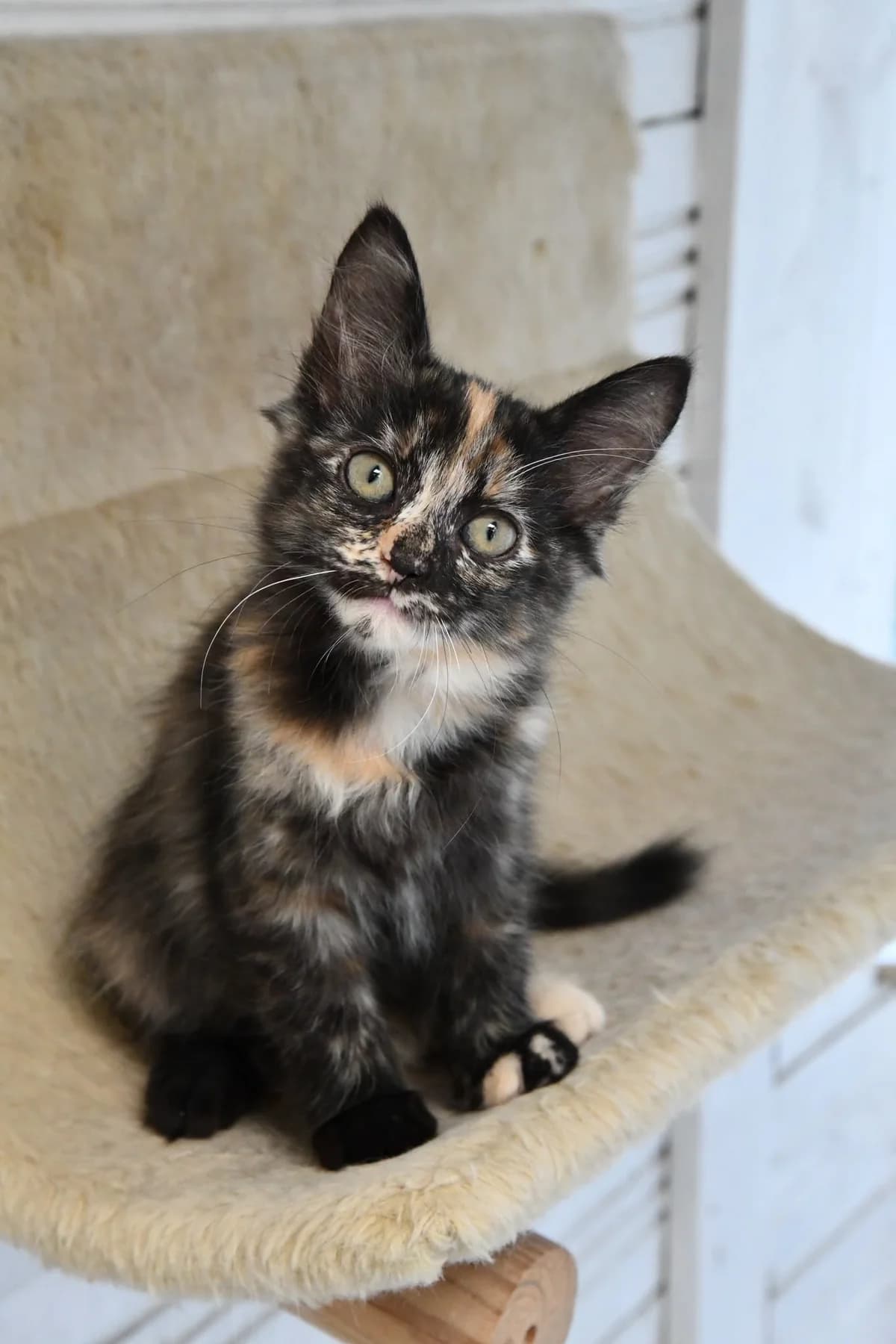 ECLIPSE, Ecaille de tortue Arrivé(e) au refuge le female puppy Mixed Breed for adoption at Chat Quiberon, Quiberon