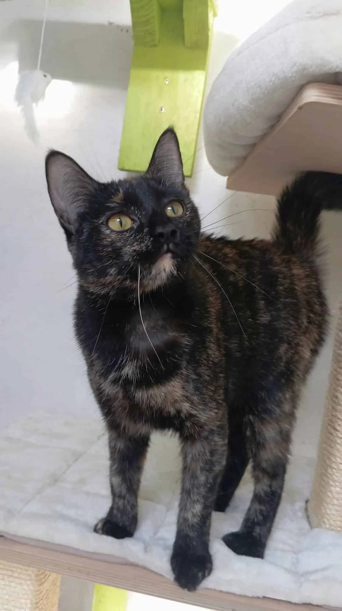 EMMA, Ecaille de tortue Arrivée au refuge le : female young Mixed Breed for adoption at Chat Quiberon, Quiberon