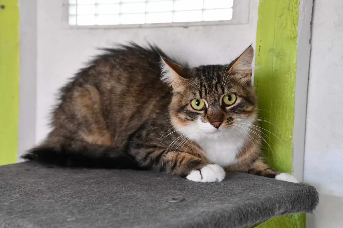 ESTRAGON, Tigrée et blanche poils mi-longs Arrivé male young Mixed Breed for adoption at Chat Quiberon, Quiberon
